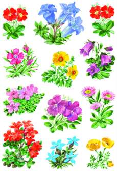 Decor tarra Alppikukat