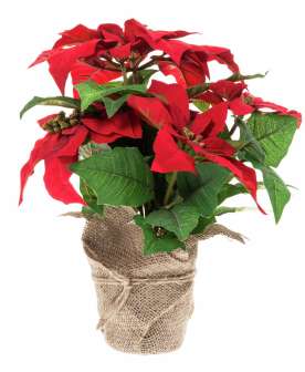 Joulutähti punainen