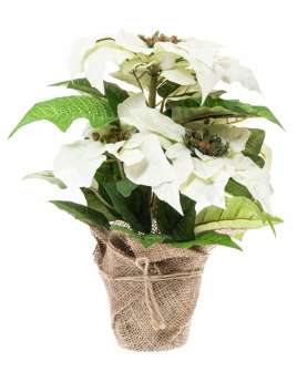 Joulutähti valkoinen