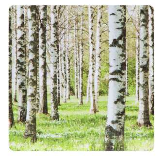 Pannunalunen,koivumetsä vihreä